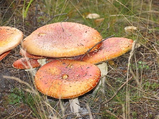 Image showing mushroom