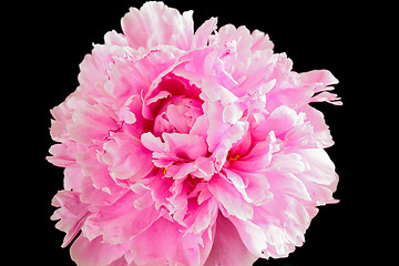 Image showing Peony