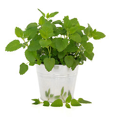 Image showing Lemon Balm Herb