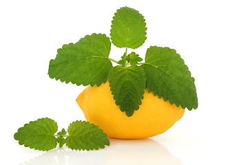 Image showing Lemon Fruit and Lemon Balm Herb 