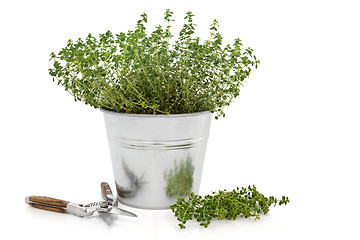 Image showing Pruning Thyme Herb Plant 