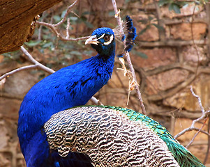 Image showing Peacock attention