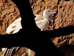 Image showing African White Backed Vulture in tree