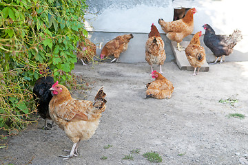 Image showing Poultry