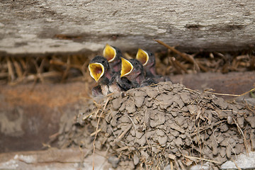 Image showing Swallow babies