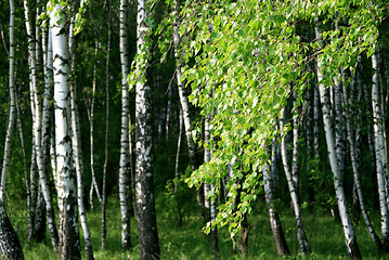 Image showing branch of a birch tree with young foliage