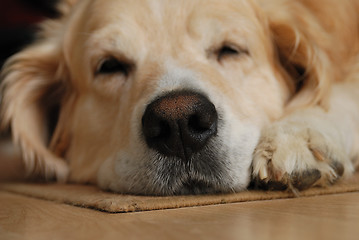 Image showing Sleeping dog