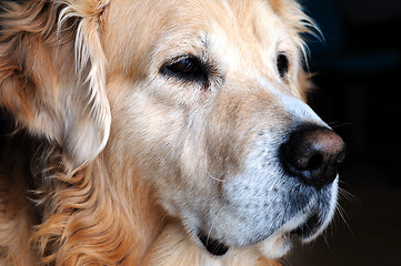 Image showing Golden retriever