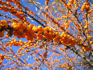 Image showing branch of sea buckthorn berries