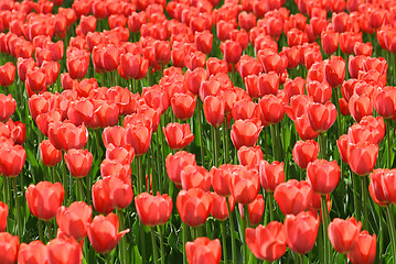 Image showing beautiful red tulips