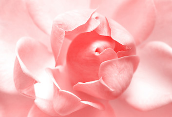 Image showing pink rose