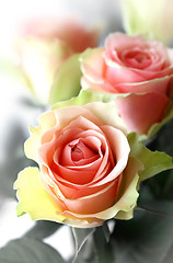 Image showing pink roses