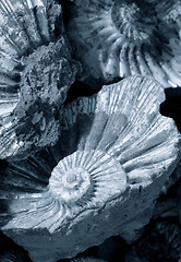 Image showing shell background