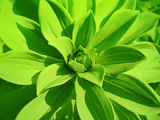 Image showing green plant background
