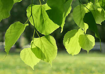 Image showing fresh green spring leaves glowing in sunlight