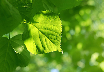 Image showing closeup of green leaf glowing in sunlight