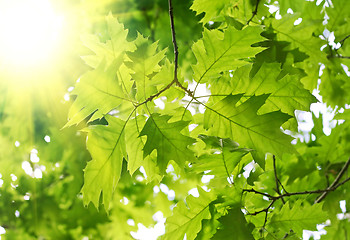 Image showing fresh green leaves