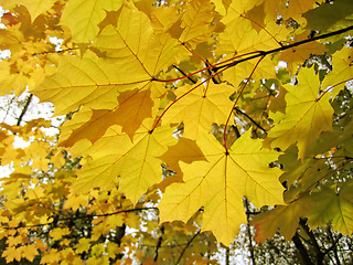 Image showing autumn leaves of maple tree