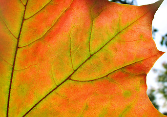 Image showing autumn leaf glowing in sunlight