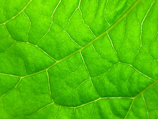 Image showing green leaf texture  