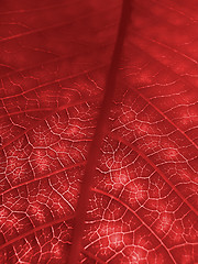 Image showing red leaf texture