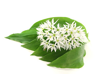 Image showing Wild garlic