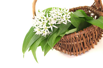 Image showing Wild garlic