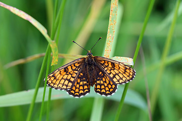 Image showing Mellicta athalia (Heath Fritillary) 