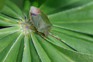 Image showing Green shield bug (Palomena prasina) on green leaf