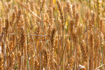 Image showing Golden field of ripening wheat