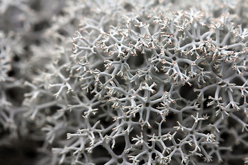 Image showing Reindeer Lichen (Cladonia) close up