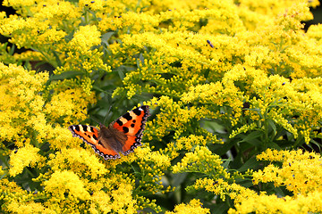 Image showing Small Tortoiseshell (Aglais urticae) on yellow Solidago Flowers