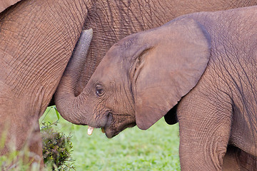 Image showing African elephants (loxodonta africana) at the Addo Elephant Park