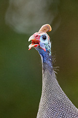 Image showing Helmeted guinea-fowl (numida meleagris) at Wilderness National P