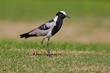 Image showing Blacksmith plover (vanellus armatus) at Wilderness National Park