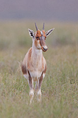 Image showing Bontebok (damaliscus dorcas) at Bontebok National Park