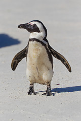 Image showing African penguin (spheniscus demersus) at the Boulders colony