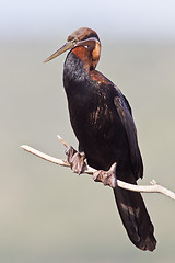 Image showing African darter (anhinga rufa) at Wilderness National Park