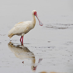 Image showing African spoonbill (platalea alba) at Wilderness National Park