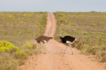 Image showing Couple of ostriches (struthio camelus) at the Bontebok National 