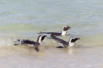 Image showing African penguins (spheniscus demersus) at the Boulders colony