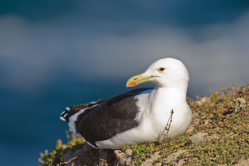 Image showing Cape gull (larus vetula) at Robberg Nature Reserve