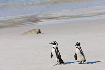 Image showing African penguins (spheniscus demersus) at the Boulders colony