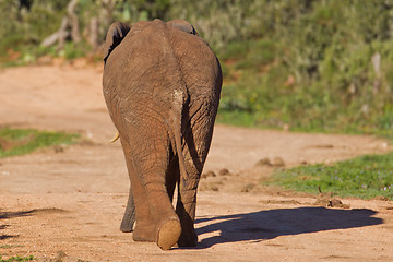 Image showing African elephant (loxodonta africana) at the Addo Elephant Park.