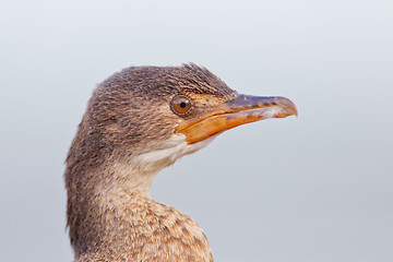 Image showing Cape cormorant (phalacrocorax capensis) at Wilderness National P