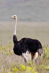 Image showing Ostrich (struthio camelus) at the Bontebok National Park