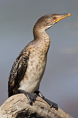 Image showing Cape cormorant (phalacrocorax capensis) at Wilderness National P