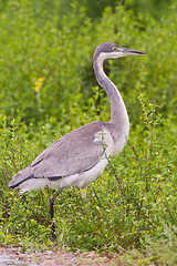 Image showing Black-headed heron (ardea melanocephala) at Addo Elephant Park