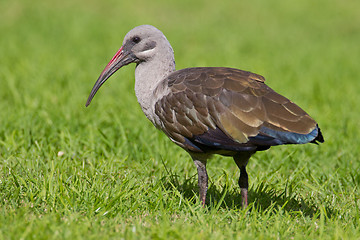 Image showing Hadeda ibis (bostrychia hagedash) at Wilderness National Park