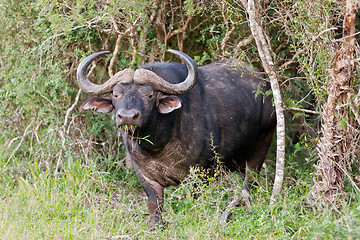 Image showing African buffalo (syncerus caffer) at Addo Elephant Park